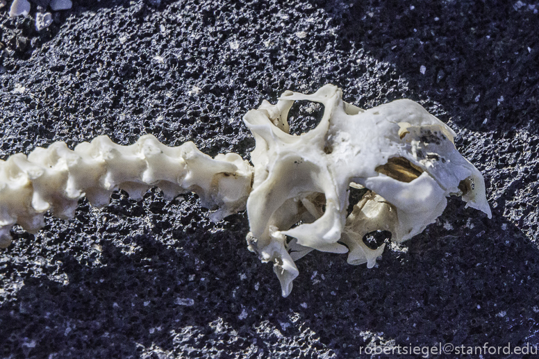 marine iguana skeleton